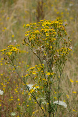 Gelb blühendes Jakobs-Greiskraut (lat.: Jacobaea vulgaris) - ganze Pflanze im Hochformat
