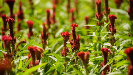 Celosia cristata flowers bloom in the garden