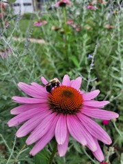 Bumble bee on a Purple Coneflower Echinacea