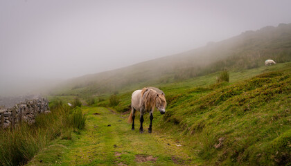 Fototapeta premium Walking the Pilgrims Way in North Wales Uk