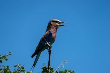 Colorful Bird Perched on Branch