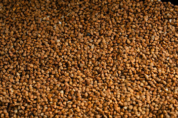 Fototapeta premium close up buckwheat lies on a black and blue background Ukrainian culture light protein food vegetarianism green crops fruits of the fields