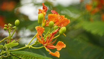 Close-up of Delonix regia flower