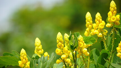Close-up of Senna alata flower blooming on a tree
