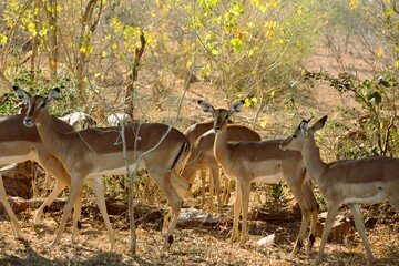 A herd of Impala buck grazing in the very dry winter season,Kruger,National Park South,Africa.
