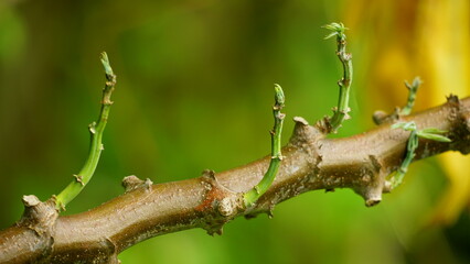 Close-up of Manihot esculenta growing from a stem