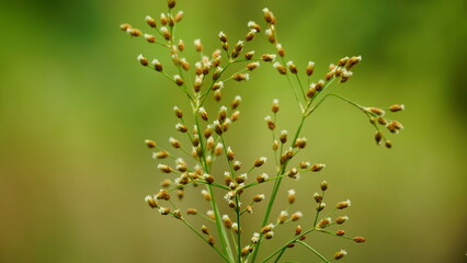 Close-up of Fimbristylis miliacea flower