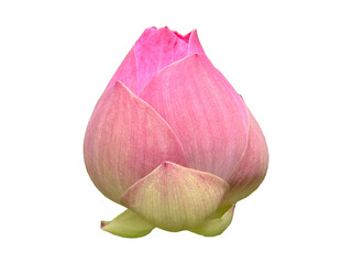 Pink lotus flower