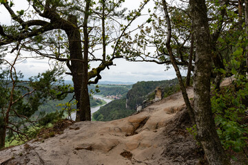 A view of a forest with a river in the background. The trees are tall and the sky is cloudy