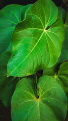 Laceleaf plant closeup background green 