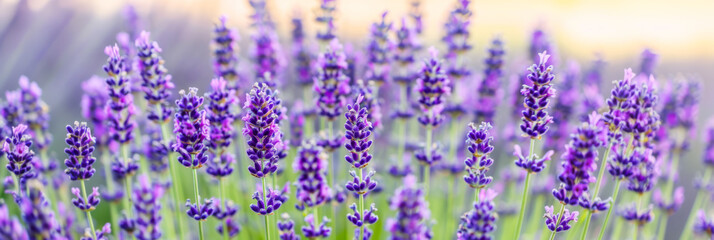 Obraz premium Blooming lavender purple flowers fields background, Sunset violet lavender flower field, Summer nature amazing landscape