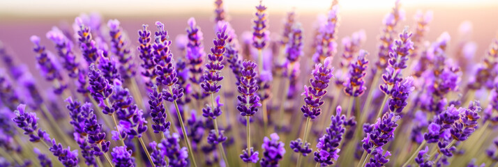 Obraz premium Blooming lavender purple flowers fields background, Sunset violet lavender flower field, Summer nature amazing landscape