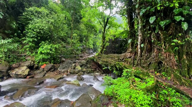 Double decker living root bridge  in nongriat village in cherrapunjee meghalaya India. This bridge is formed by training tree roots over years to knit together.