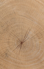 Fototapeta premium Circular wood pattern