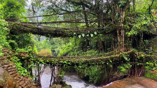 Double decker living root bridge  in nongriat village in cherrapunjee meghalaya India. This bridge is formed by training tree roots over years to knit together.
