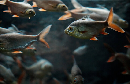 Thai Carp (Barbus gonionotus) in the aquarium.