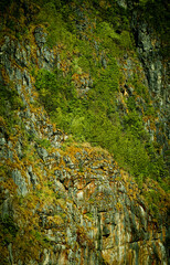 nature green tree on the mountain