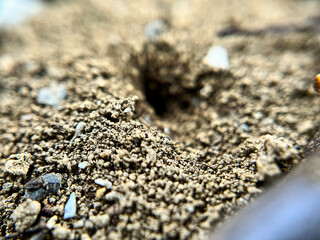 土に掘られたアリの巣穴