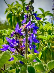 close-up of a purple bell wildflower in a natural green environment of Guadeloupe in the French...