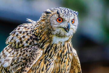 Portrait of an owl