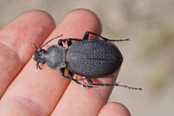 one large black beetle sits on the fingers on the hand on a gray background