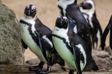 Obraz premium African Penguin (Spheniscus demersus) captive