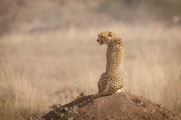 Wildlife, Safari, Serengeti National Park, Tanzania, July 2023,.More stuff: www.wortsucher.de © Claus