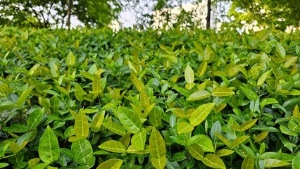Small green leaves texture background with beautiful pattern. Clean environment. Ornamental plant in the garden. Eco wall. Organic natural background. Many leaves reduce dust in air. Tropical forest