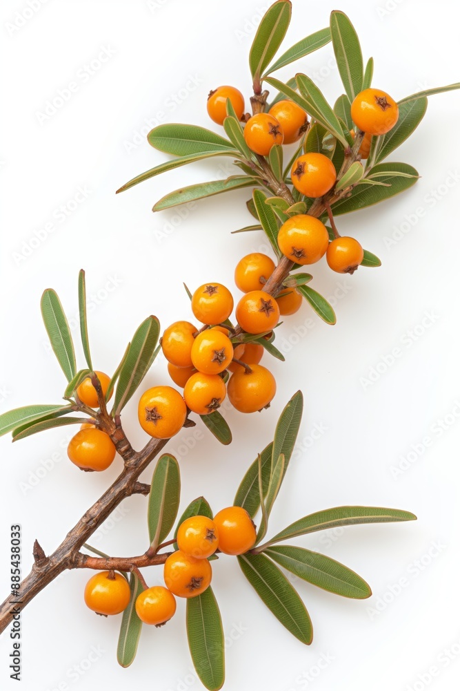 Poster a branch of a tree with many orange berries on it. the branch is green and the berries are small and