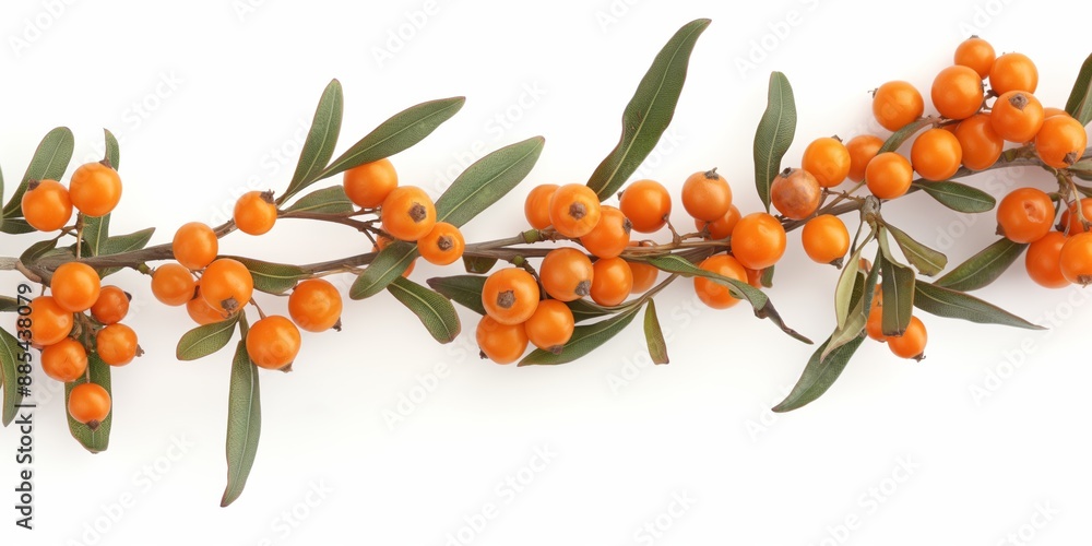 Poster a row of orange berries with green leaves. the berries are small and round, and they are clustered t