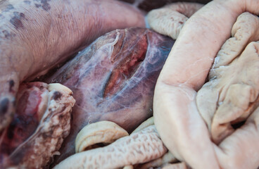 Pig entrails, raw materials used in cooking