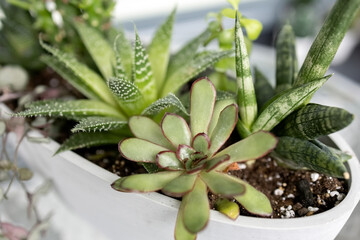 Obraz premium Succulents in a pot. Collection of cacti. Mini-garden of cacti. Close-up. Photo