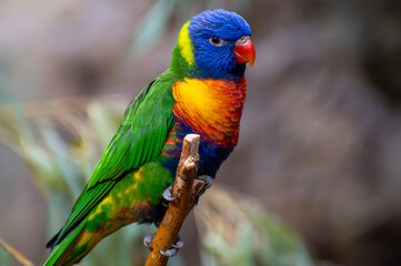 Rainbow lorikeet (Trichoglossus moluccanus) sitting on a branch in its habitat