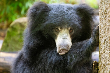 Indian sloth bear looks sweet