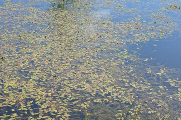 muddy water in a swamp overgrown with green algae and reeds
