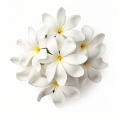 Fototapeta premium White flowers with yellow centers on a white background