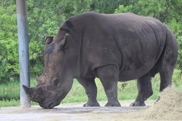 Naklejka premium rhino and calf