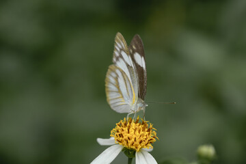 Butterflies and flowers in the park.