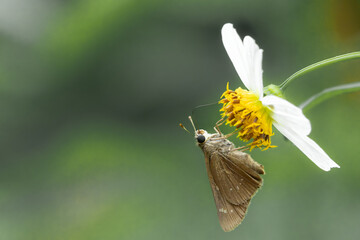 Butterflies and flowers in the park.