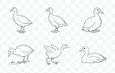 Print Elegant Coot Line Art Vector Set for Artistic Designs and Illustrations