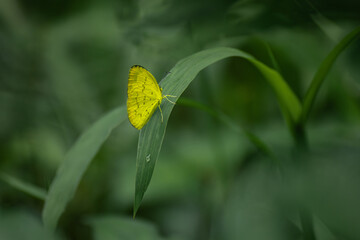 Butterflies and flowers in the park.