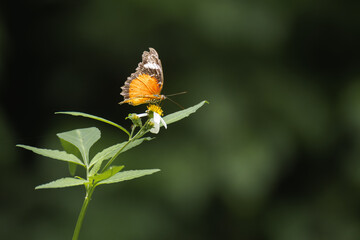Butterflies and flowers in the park.
