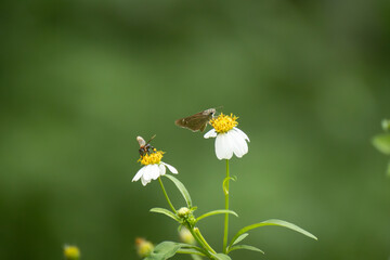 Butterflies and flowers in the park.