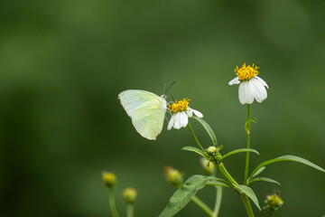 Butterflies and flowers in the park.