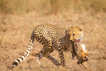 Hunting luck