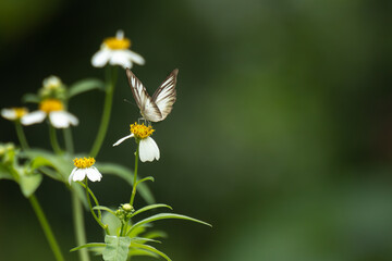 Butterflies and flowers in the park.