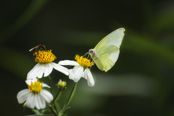 Butterflies and flowers in the park.