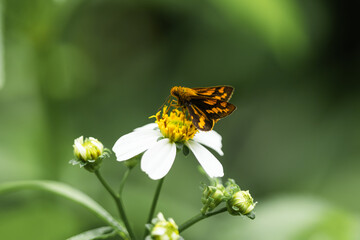 Butterflies and flowers in the park.