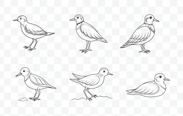 Print Turnstone Line Art Vector Illustrations Set Detailed Shorebird Designs for Artistic Projects