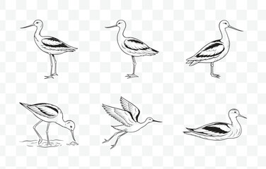 Print Elegant Avocet Line Art Vector Set for Nature Inspired Designs and Illustrations